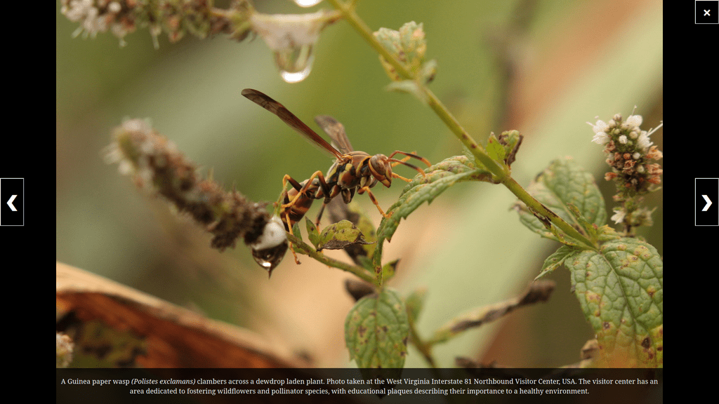A fullscreen slideshow view of a wasp with light brown, dark brown, and yellow banding climbs from a plant stem to its leaf. Blurry dewdrops hang in the foreground.