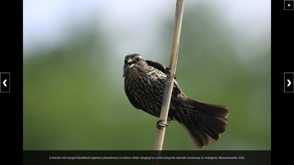 A fullscreen slideshow view of a female red-winged blackbird clinging to a reed