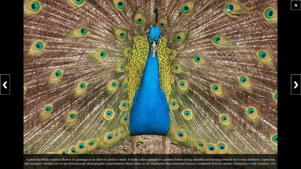 A fullscreen slideshow view of a peacock showcasing its vibrant colors
